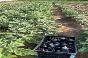 Aubergines from Zimbabwe
